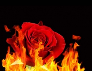 Red rose on fire