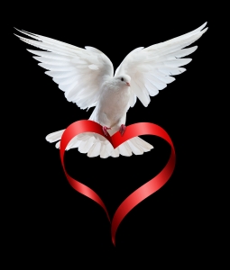 A free flying white dove isolated on a black