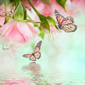 Beautiful roses and butterfly, flower, floral background